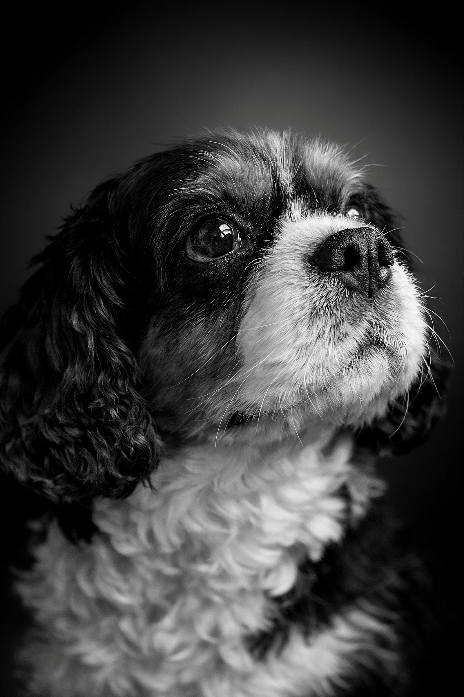 Portrait animalier noir et blanc