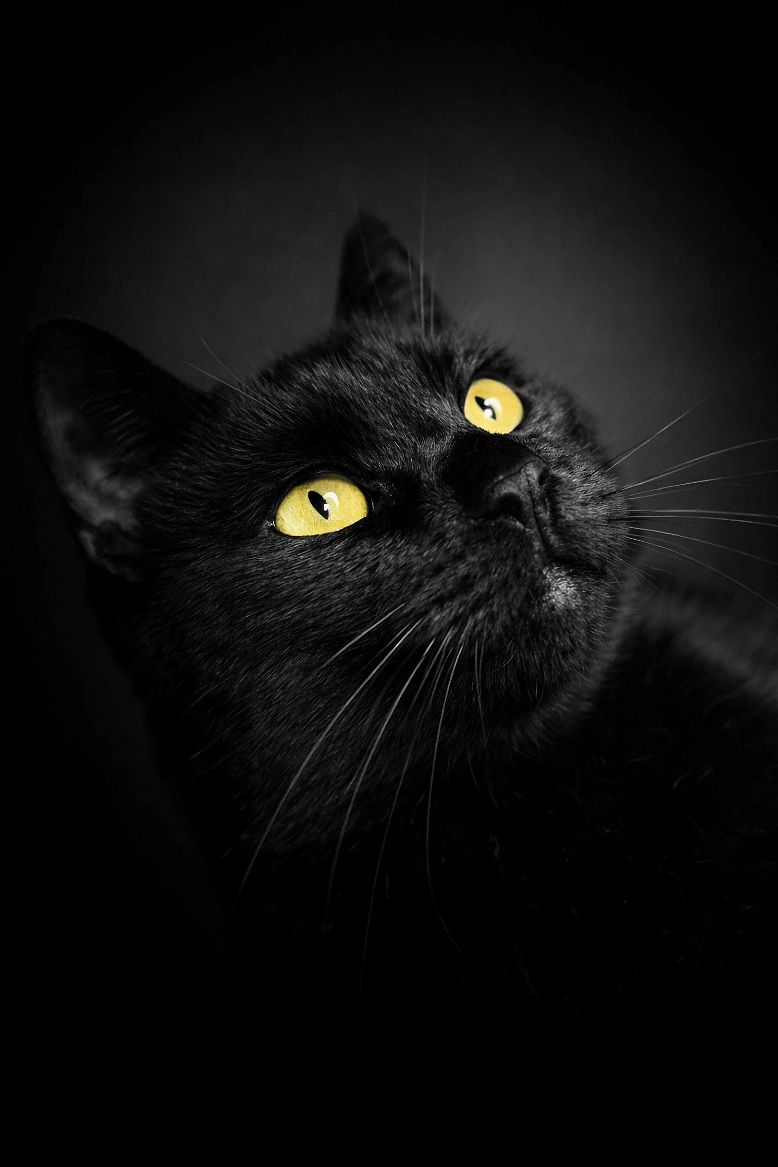 Portrait animalier noir et blanc