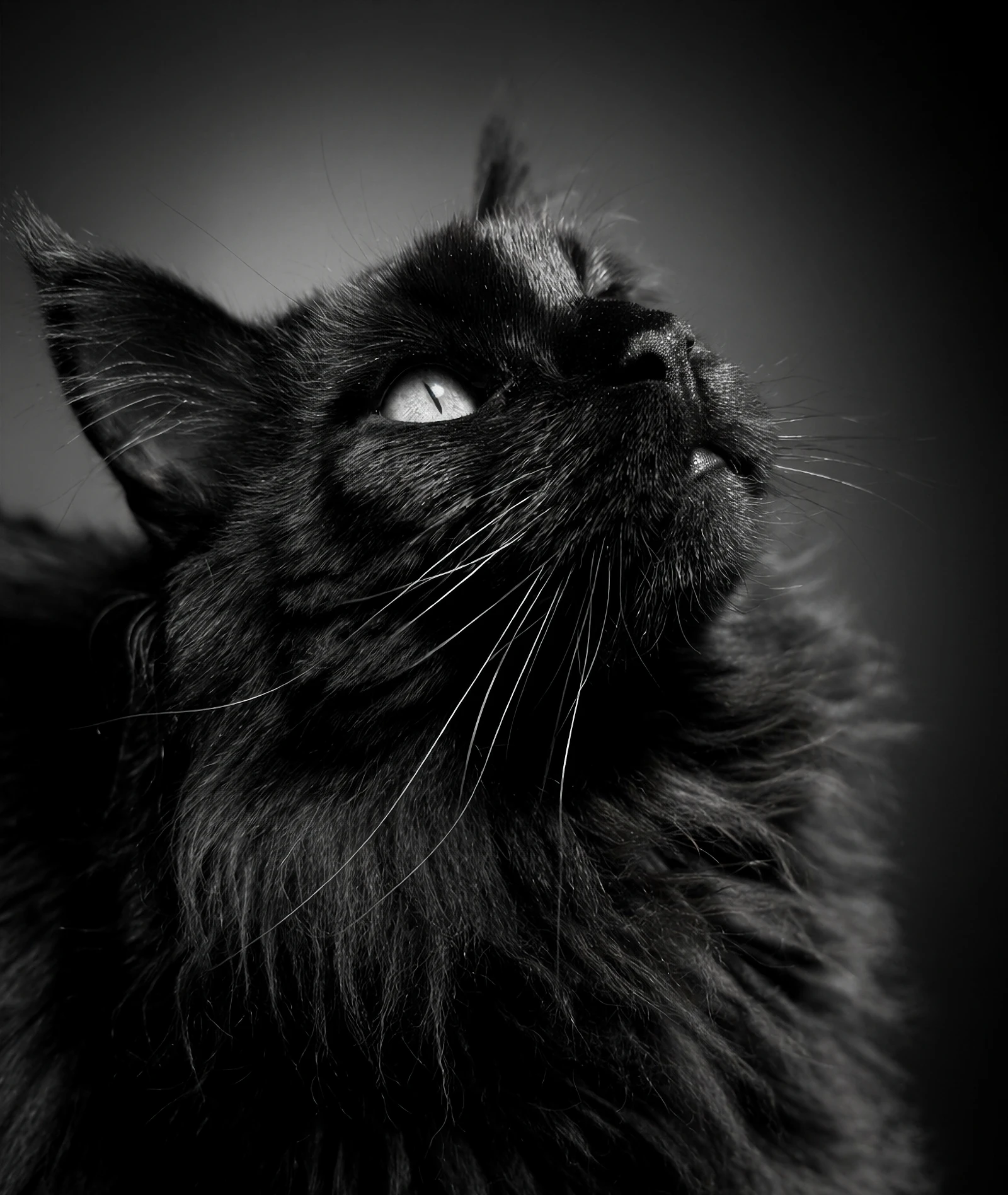 Portrait animalier noir et blanc