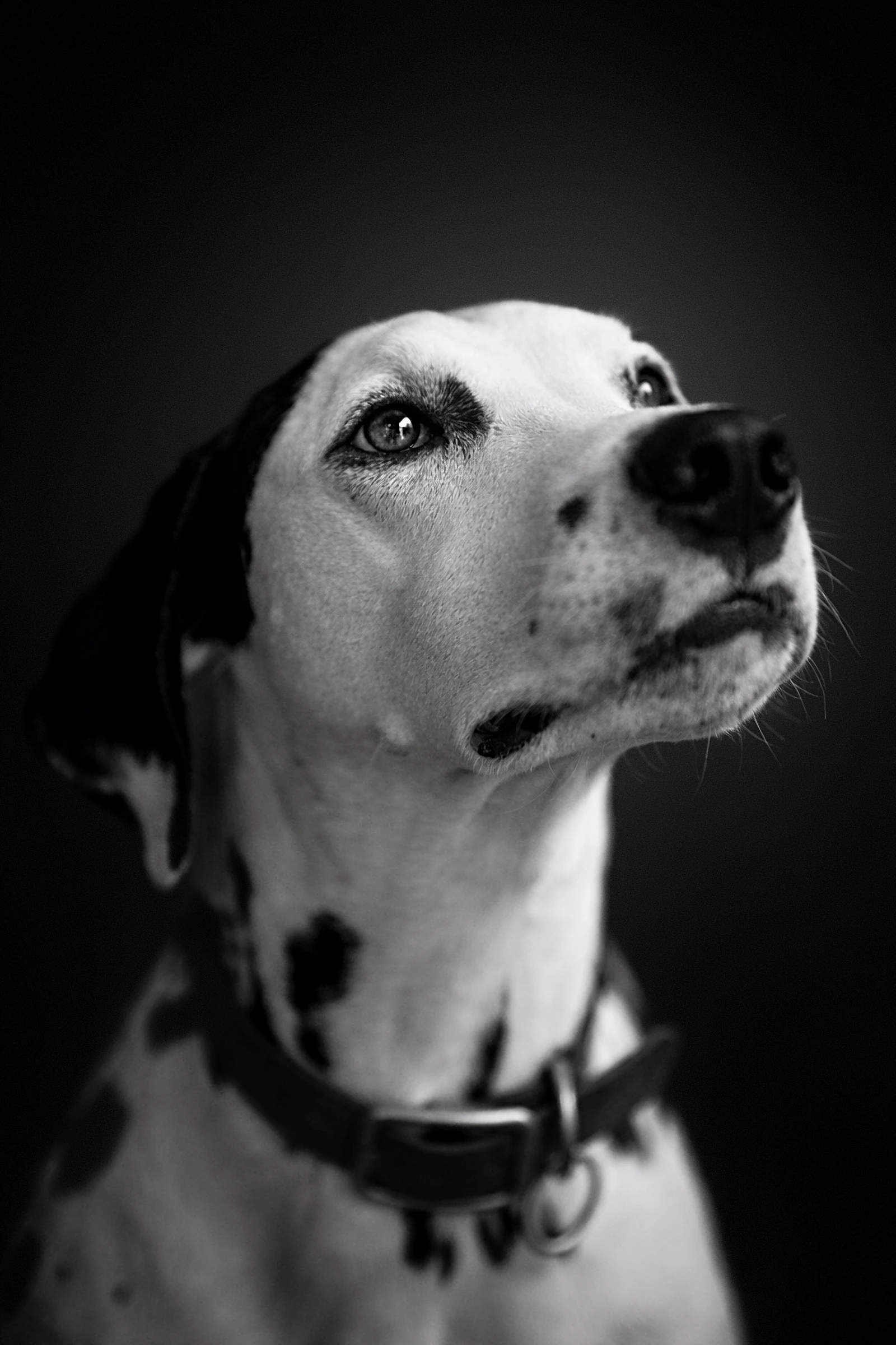 Portrait animalier noir et blanc