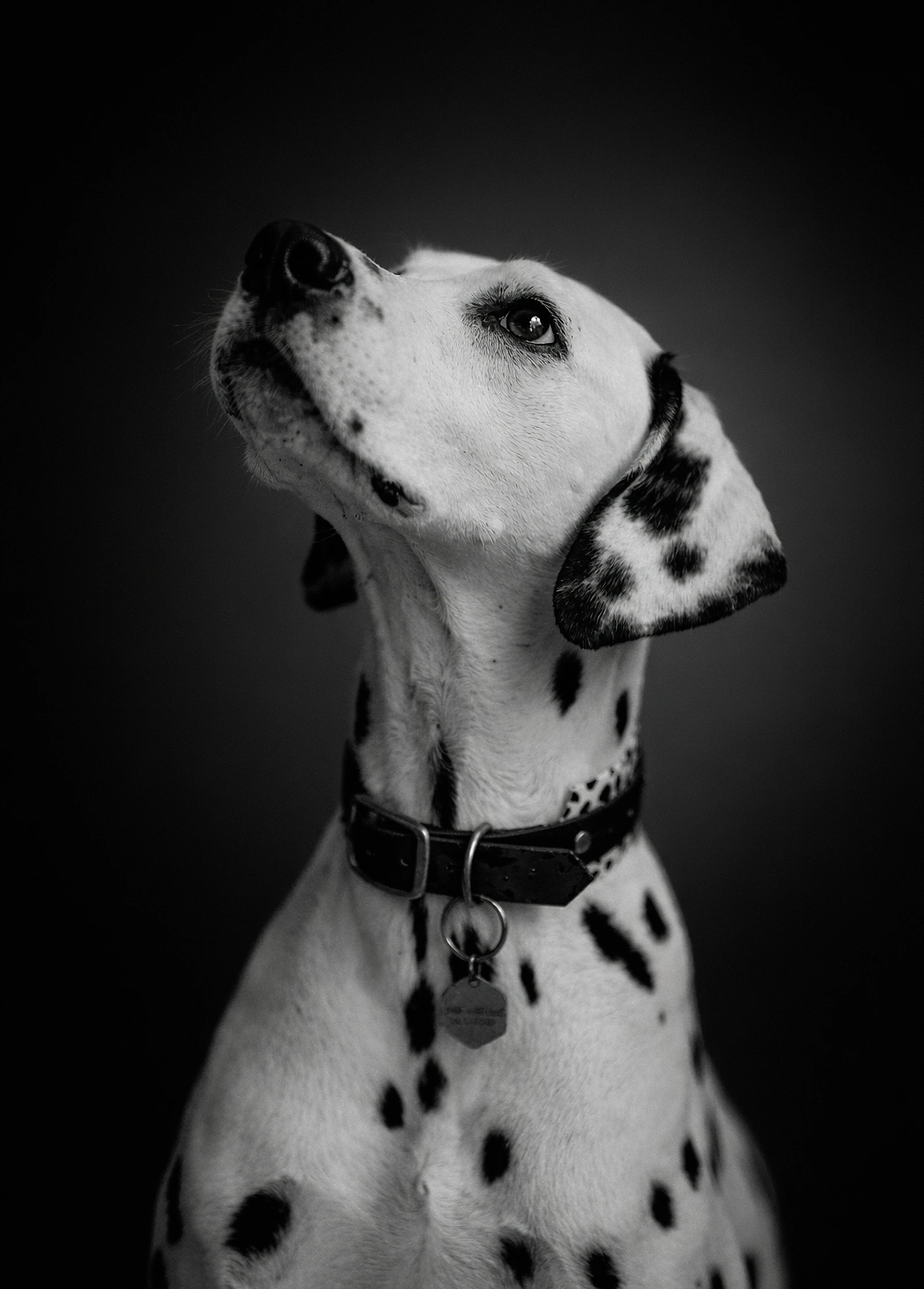 Portrait animalier noir et blanc